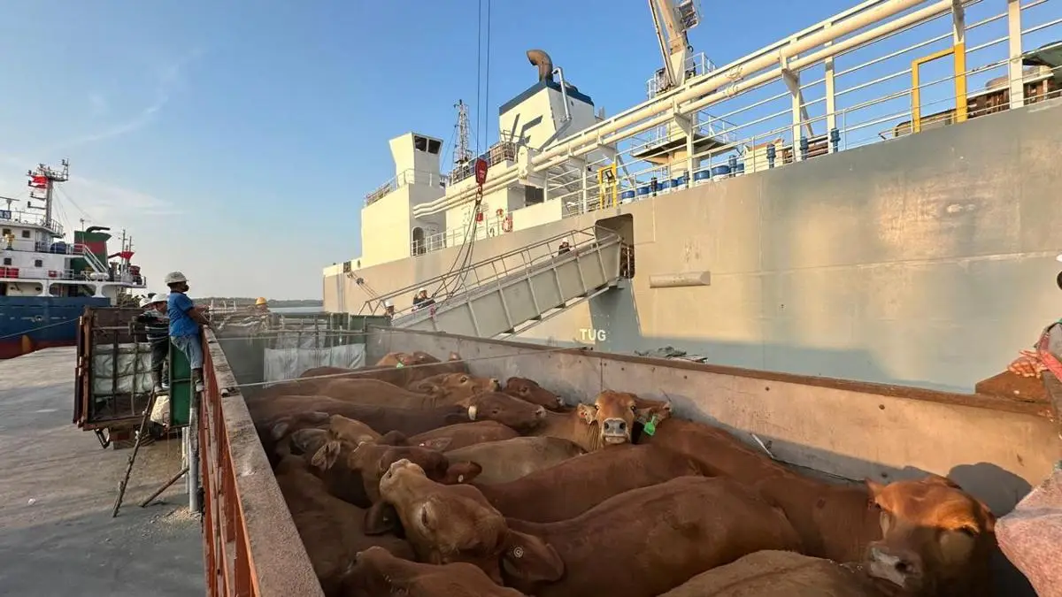 Pelindo Multi Terminal Group Catat Pertumbuhan Trafik Livestock 6,7 Persen