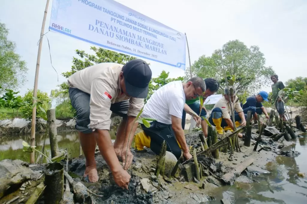 Peduli Lingkungan, Pelindo Multi Terminal Tanam 2.000 Mangrove
