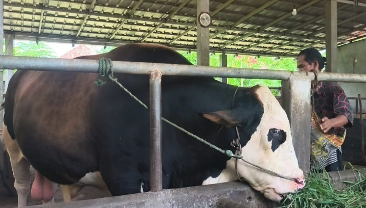 Lebih Dari 500.000 Ekor Hewan Kurban Dipotong Di Jateng